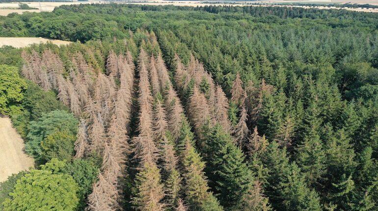 Bosquet d’épicéas brunis et dépérissants à la suite d’une infestation de scolytes, au milieu d’une forêt de conifères verts.