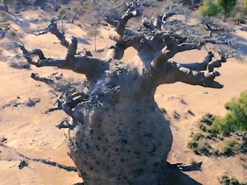 Cyrille Cornu, membre de l'Assemblée de l'Arbre, spécialiste des baobabs de Madagascar et défenseur de la Déclaration Universelle des Droits de l'Arbre et des arbres gardiens.