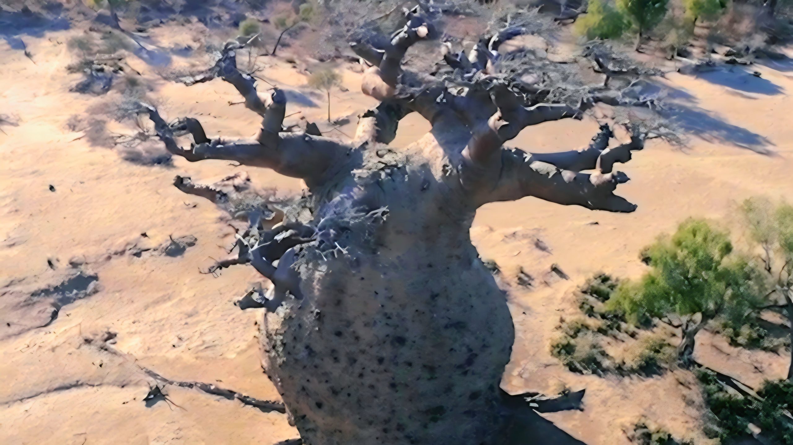 Cyrille Cornu, membre de l'Assemblée de l'Arbre, spécialiste des baobabs de Madagascar et défenseur de la Déclaration Universelle des Droits de l'Arbre et des arbres gardiens.