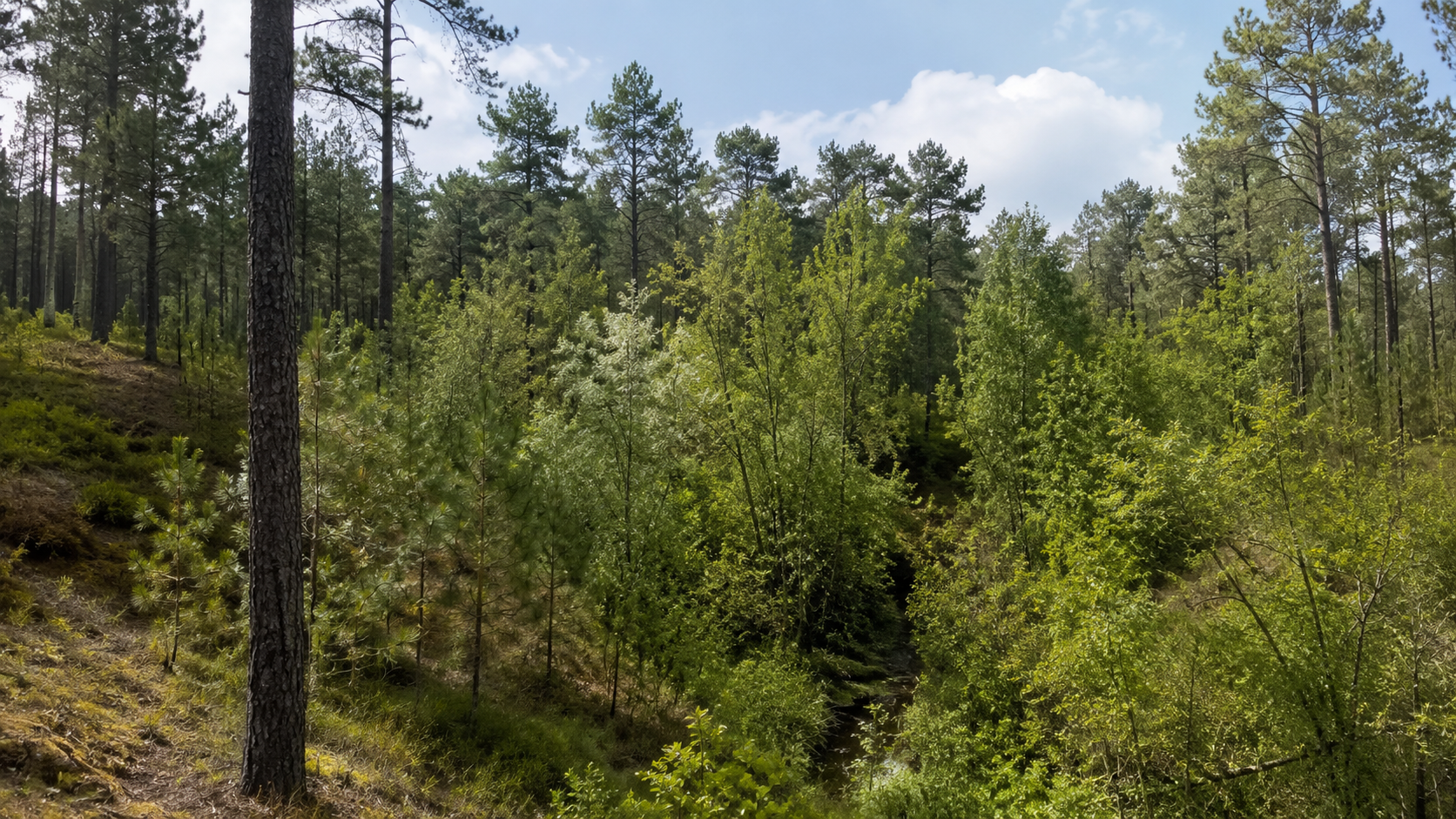Pin maritime et corridor feuillu dans les Landes de Gascogne Pinède landaise entourant un corridor humide couvert de feuillus et d’arbustes.