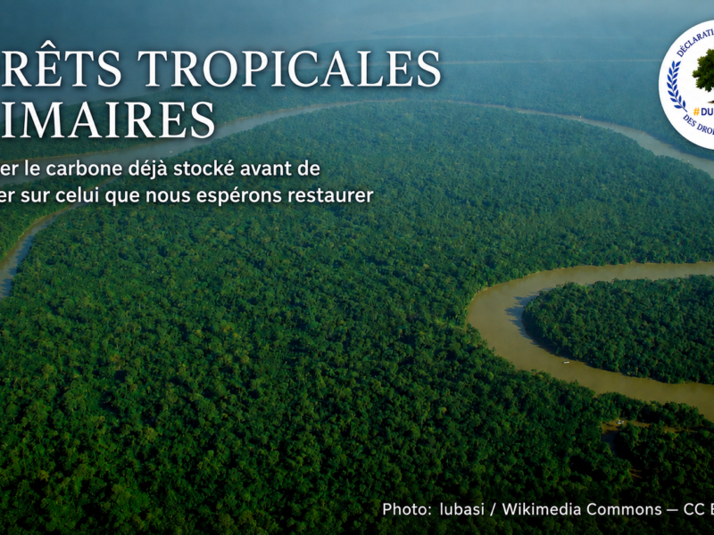 Vue aérienne d’une forêt tropicale primaire traversée par un fleuve, illustrant la protection prioritaire du carbone forestier déjà stocké.