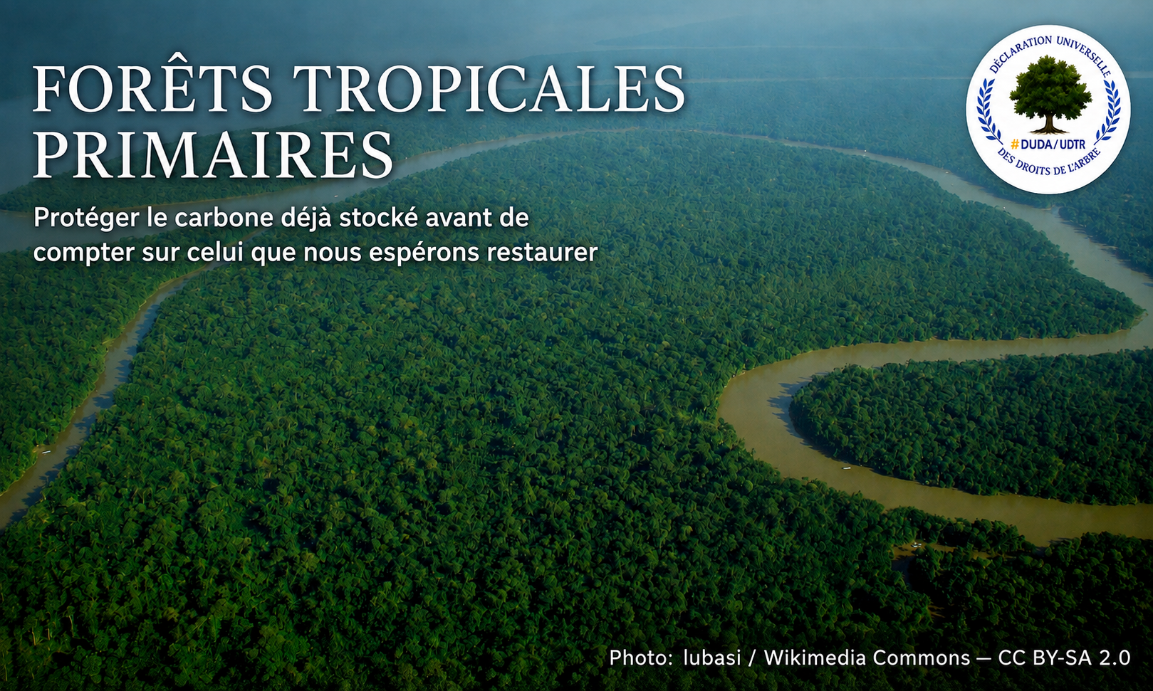 Vue aérienne d’une forêt tropicale primaire traversée par un fleuve, illustrant la protection prioritaire du carbone forestier déjà stocké.