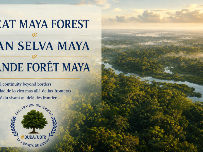 Vue aérienne de la Grande Forêt Maya traversée par un cours d’eau, illustrant la continuité écologique entre le Mexique, le Guatemala et le Belize.