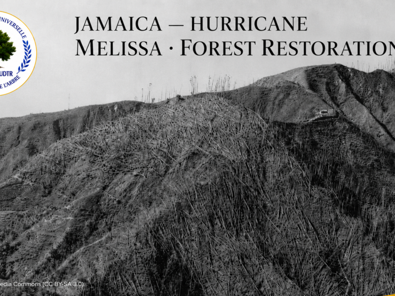 Jamaican forest landscape damaged by a hurricane, illustrating post-Melissa forest restoration and ecological recovery in Jamaica | Paysage forestier jamaïcain endommagé par un ouragan, illustrant la restauration et le rétablissement écologique des forêts après Melissa