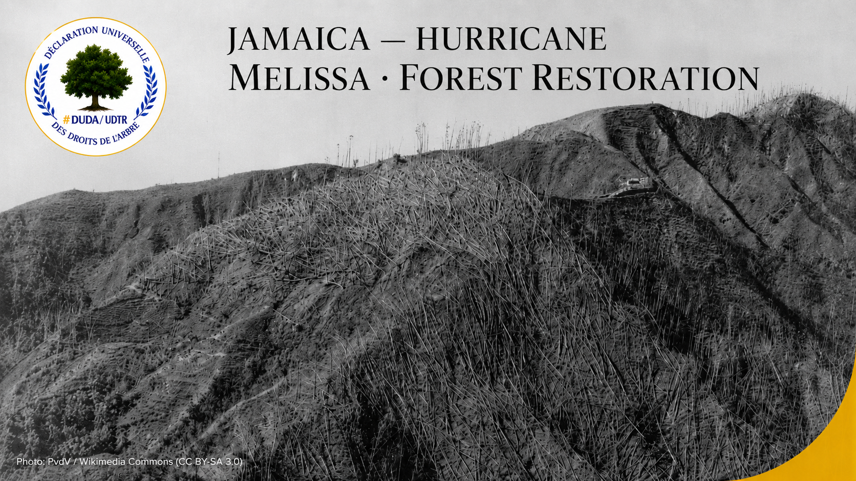 Jamaican forest landscape damaged by a hurricane, illustrating post-Melissa forest restoration and ecological recovery in Jamaica | Paysage forestier jamaïcain endommagé par un ouragan, illustrant la restauration et le rétablissement écologique des forêts après Melissa