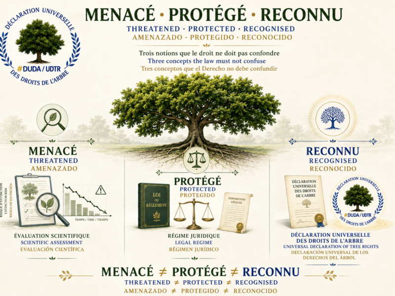 Infographie trilingue distinguant trois notions : espèce menacée, arbre juridiquement protégé et Arbre reconnu par la Déclaration universelle des droits de l’Arbre. Threatened species, legally protected tree and recognition under the Universal Declaration of Tree Rights. Especie amenazada, árbol jurídicamente protegido y reconocimiento en la Declaración Universal de los Derechos del Árbol.