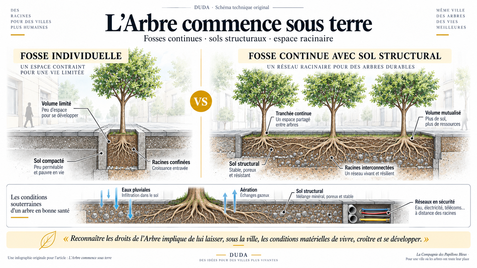 Schéma technique comparant une fosse individuelle à une fosse continue avec sol structural pour le développement racinaire des arbres urbains.